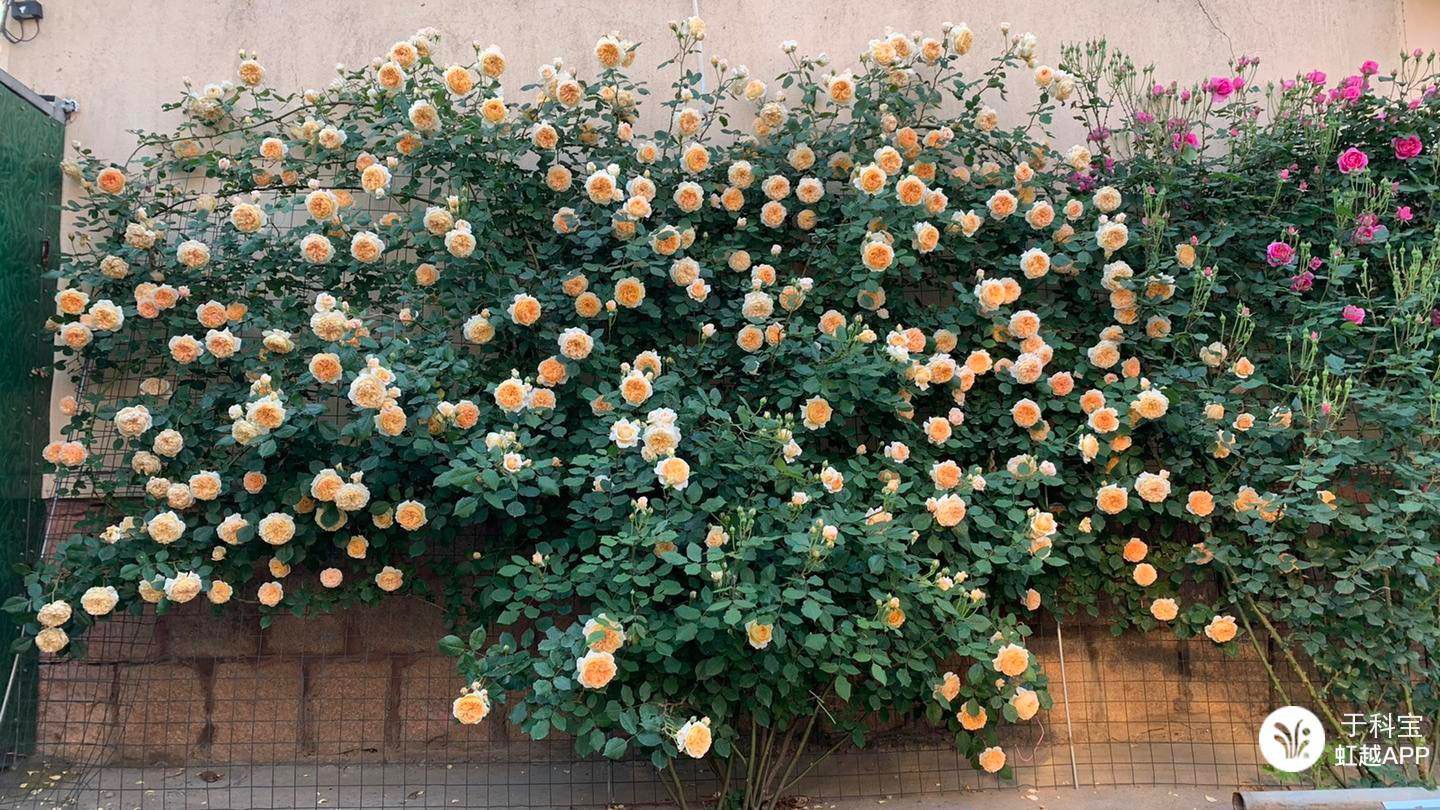 牙签苗逆袭成十米月季花墙，两年就足够！