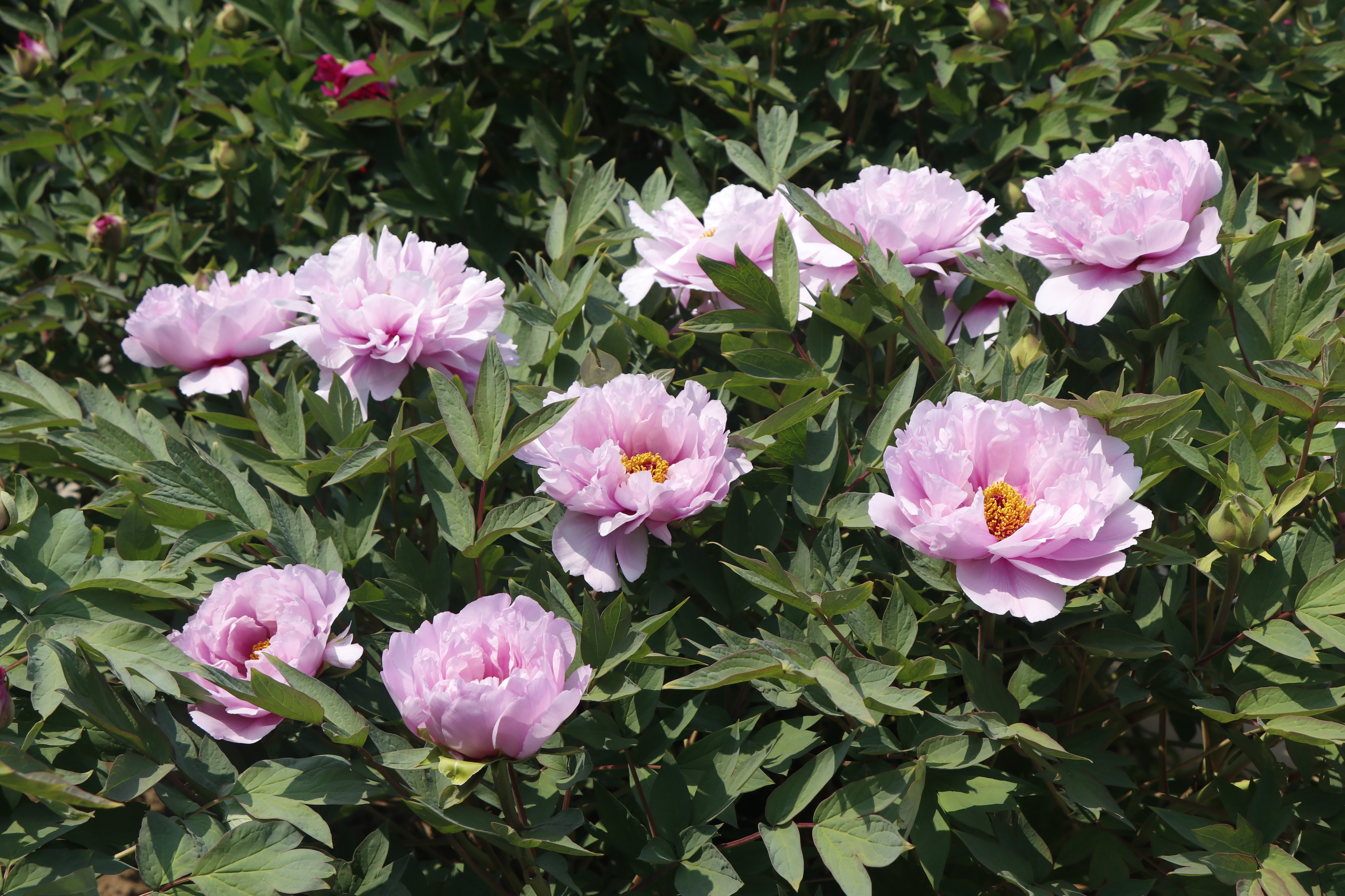 一位‘40后’花友，和他全是牡丹的北方小院