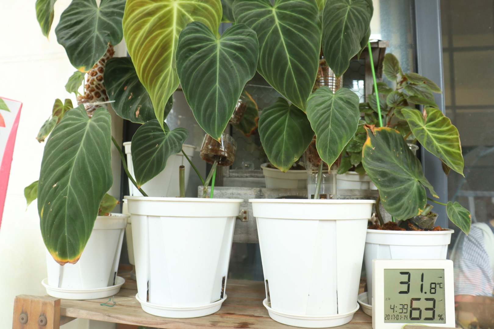 他在5㎡的阳台种了100盆绿植，打造逃离夏日的小森林