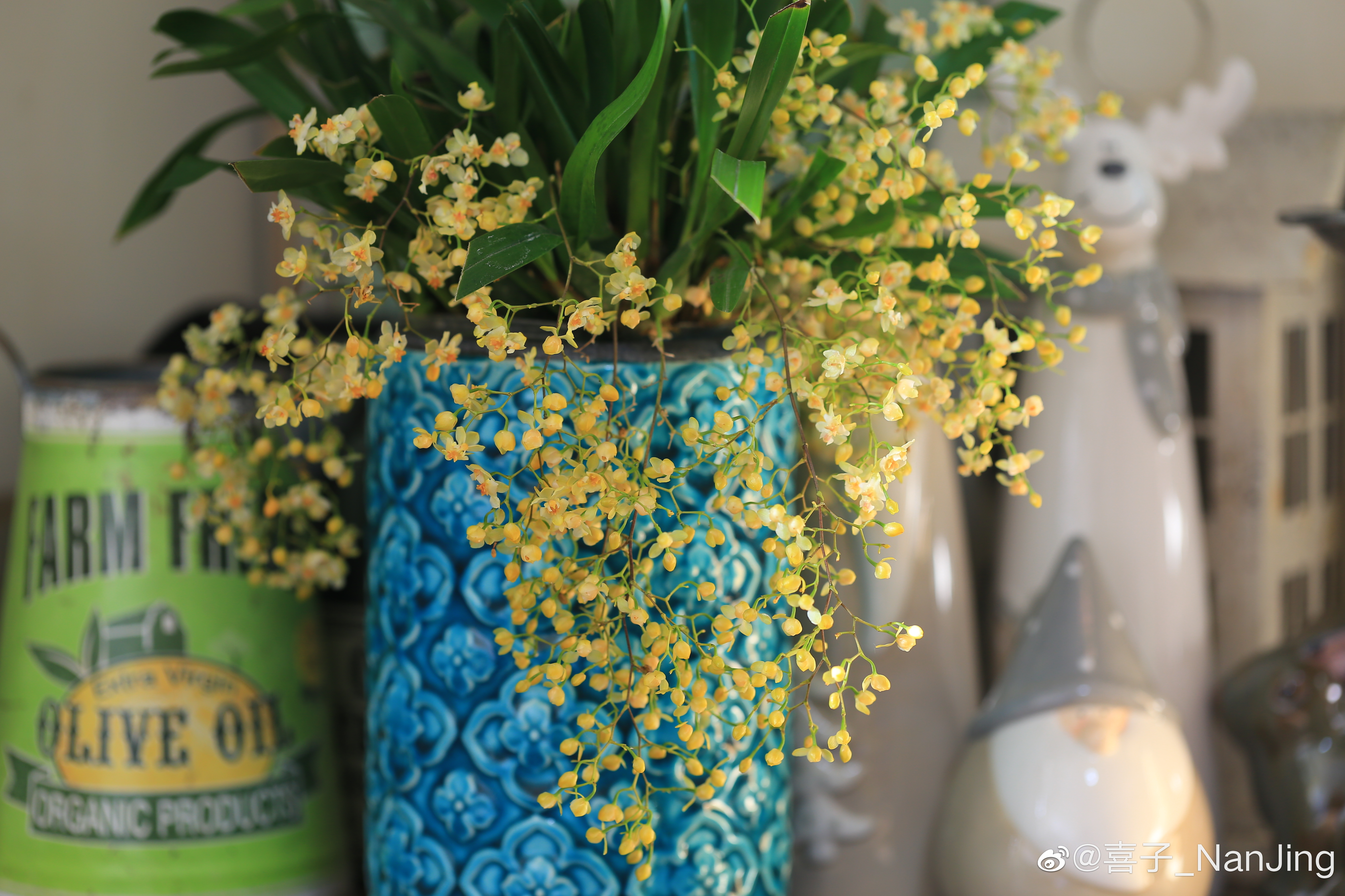 全球爆火的文心兰创立者：心怀热爱，就是当打之年