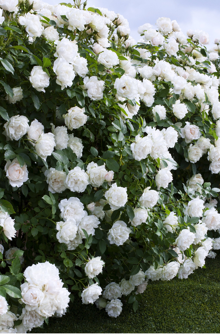 玫昂月季新品大盘货：百年企业，脱手即王炸！