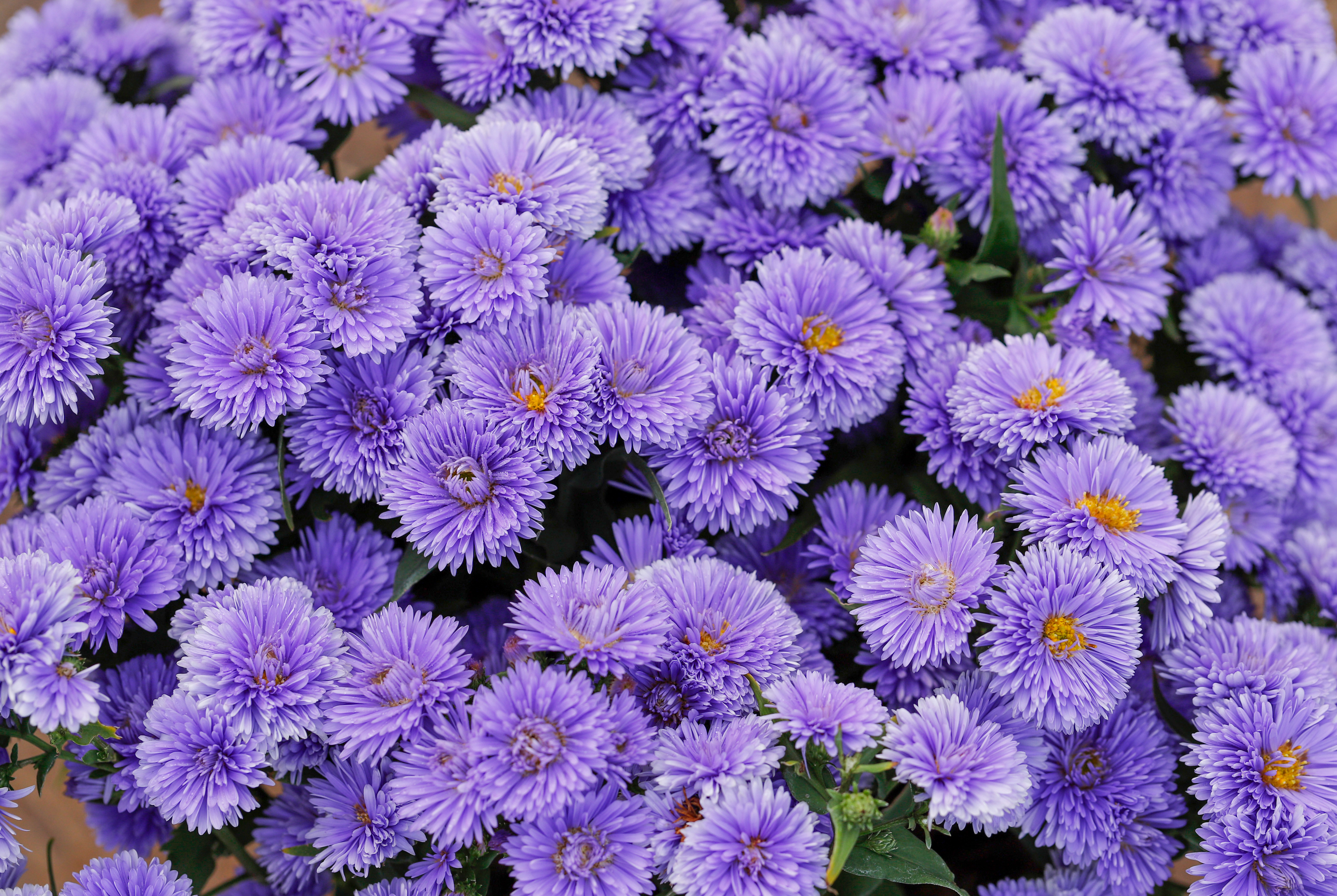 一开开半年，爆花不见叶，盆花贵族荷兰菊登场