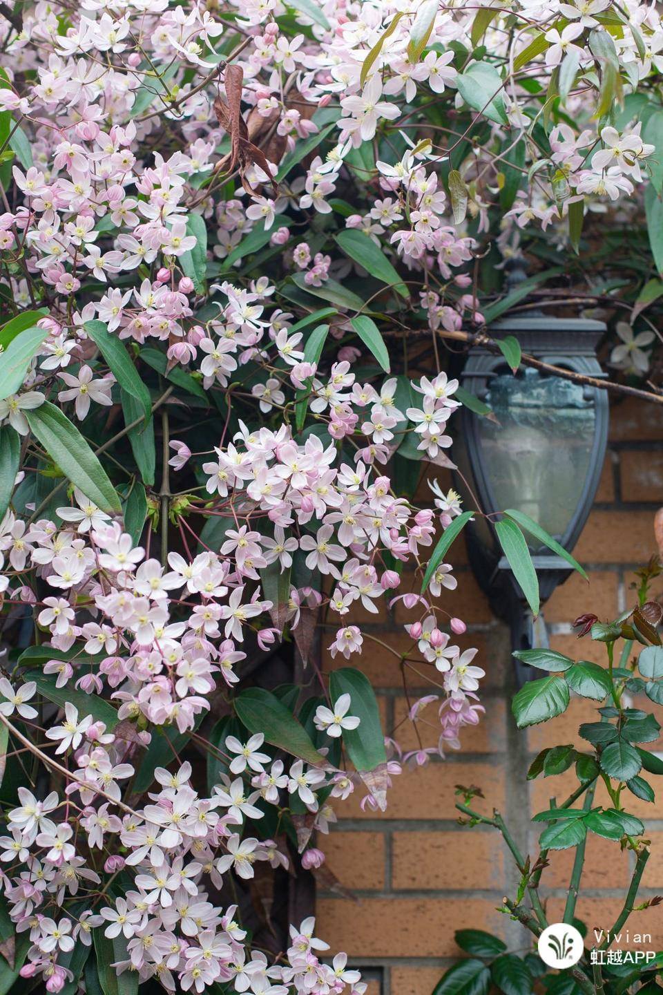 想把花养成精？得先学会在垃圾里‘淘金’！