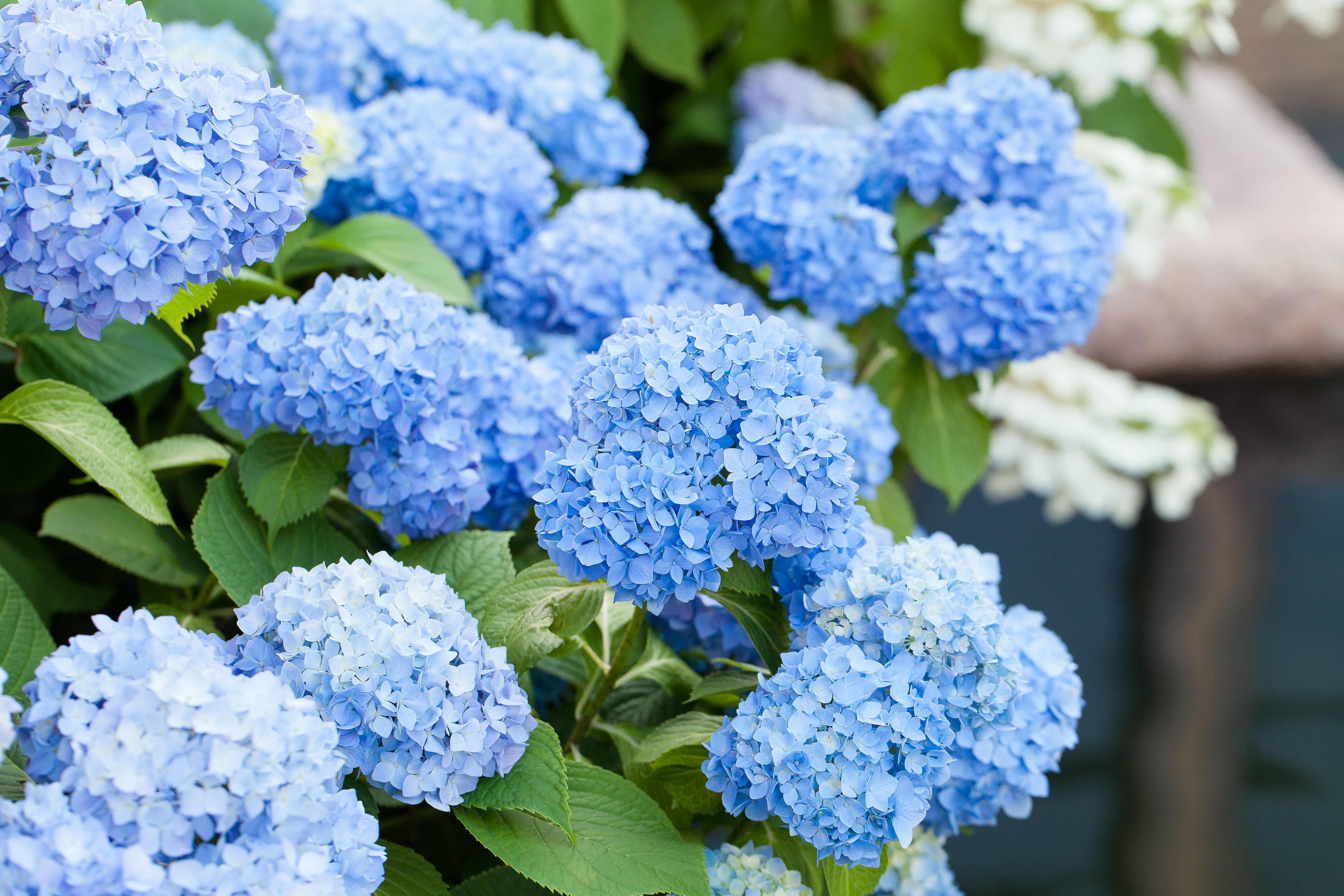 想拥有夏日梦幻蓝，11月你需要这么做