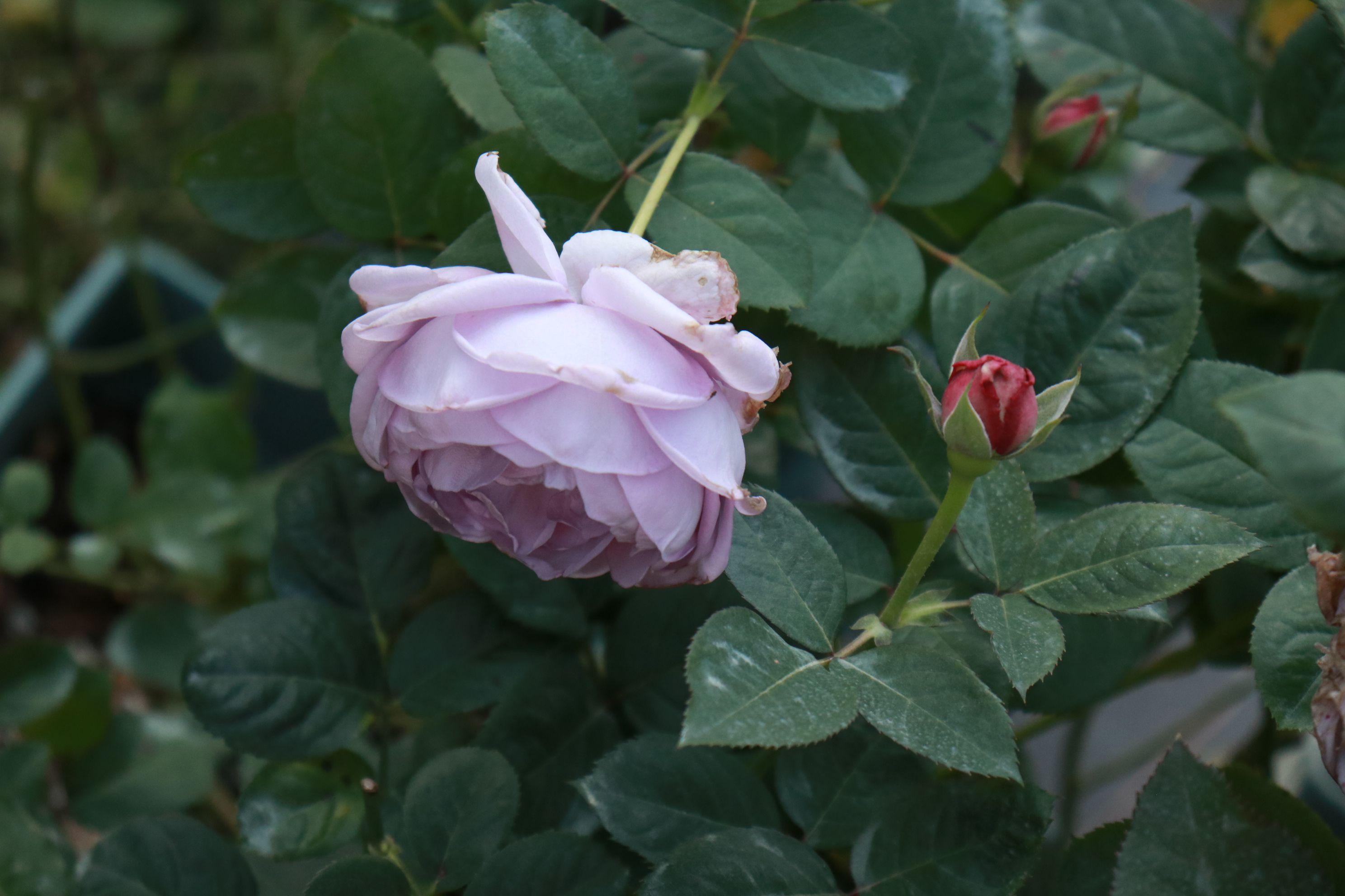 你的月季抹芽了吗？