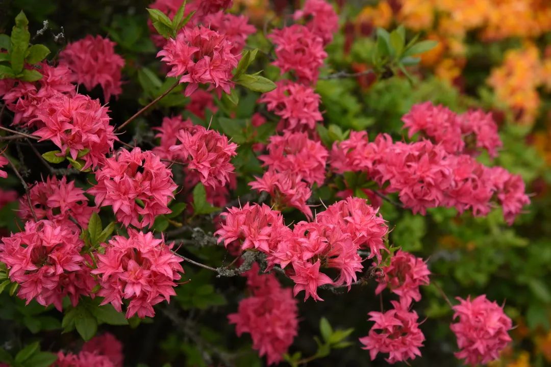 美到没朋侪的落叶杜鹃，种下就成传家宝！