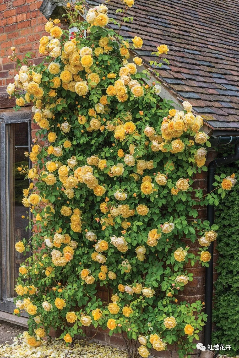 2000多年了，我们怎么照旧这么喜欢玫瑰？