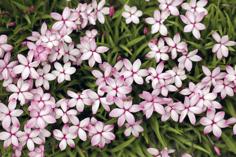 仅需一盆樱茅，就能获得‘野趣花园’的最准确翻开方法！