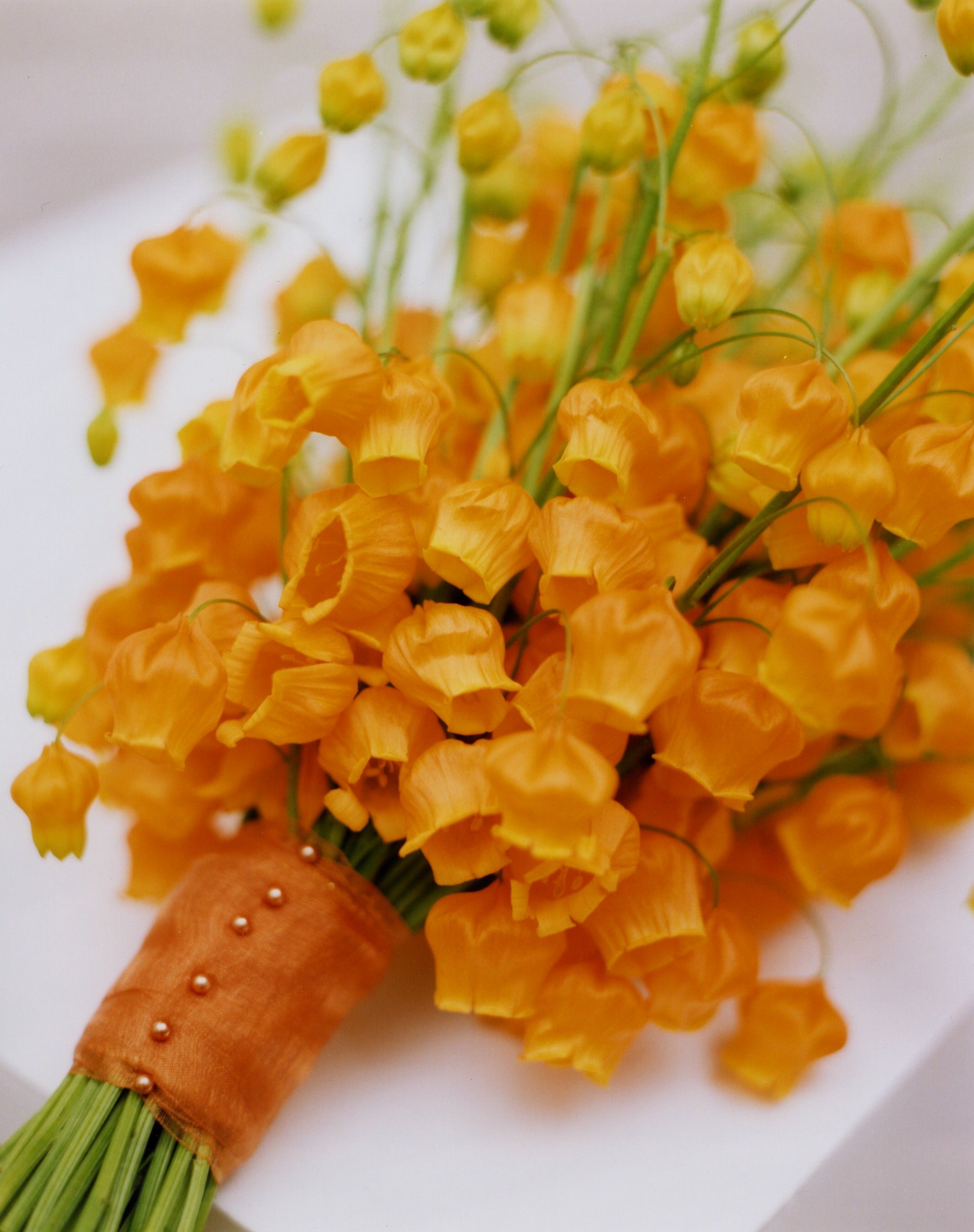 花开即出小灯笼的‘百合’，美得就像一幅画！