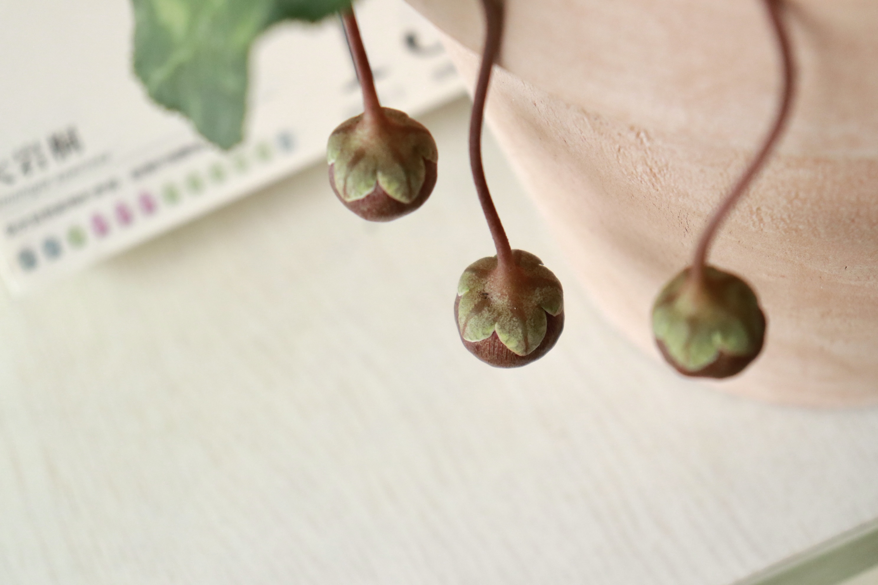 骗倒99%的人的神秘种子，竟然来自于人手一盆的它！