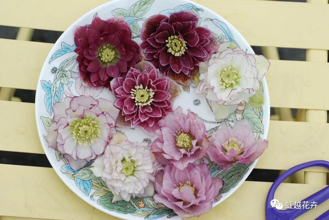 除了名字简直完善的铁筷子，人世仙女花就是她吧！