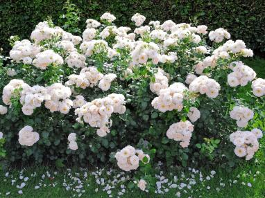 2022深圳花展，这些新优品种都获奖啦！