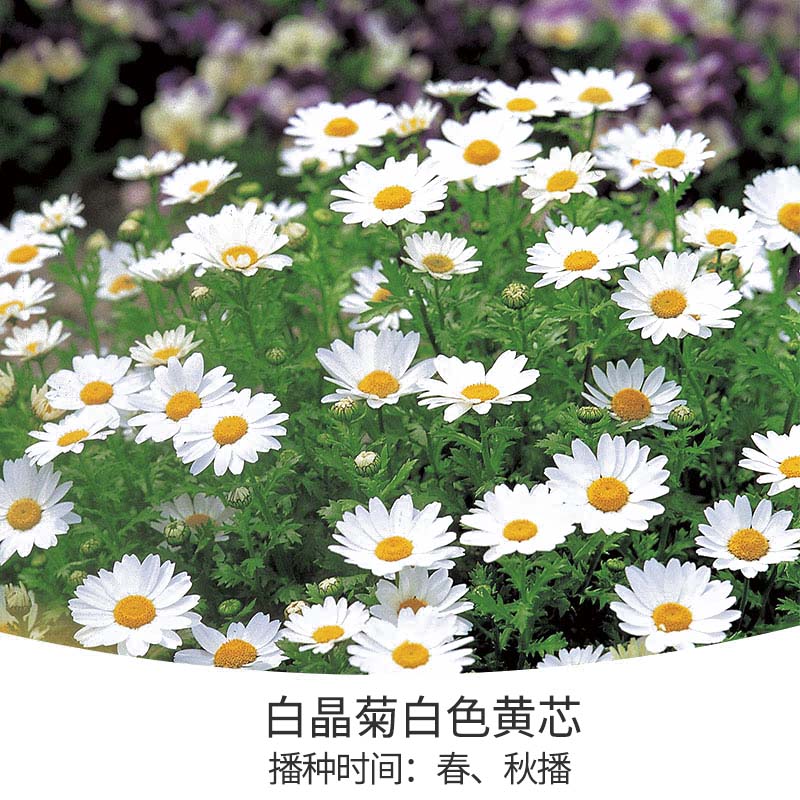 花开堆成雪，不可错失的春日小晴朗上线啦！