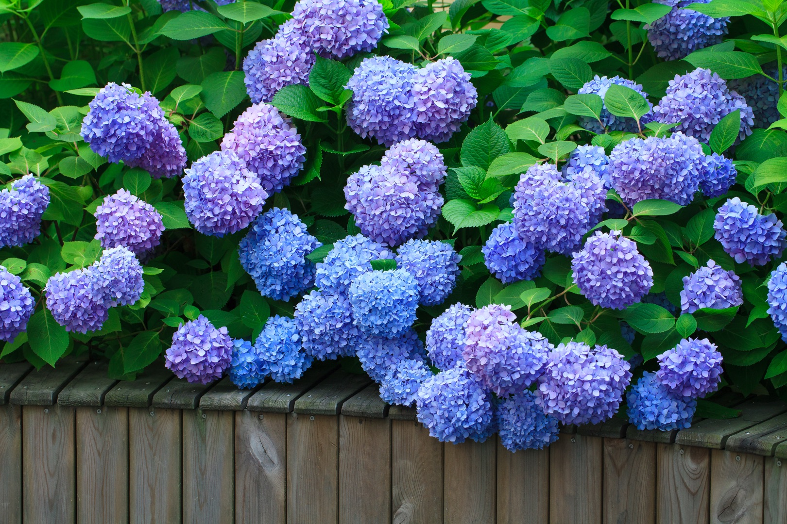 从400元1盆到4元1斤，无尽夏真的跌下神坛了么？