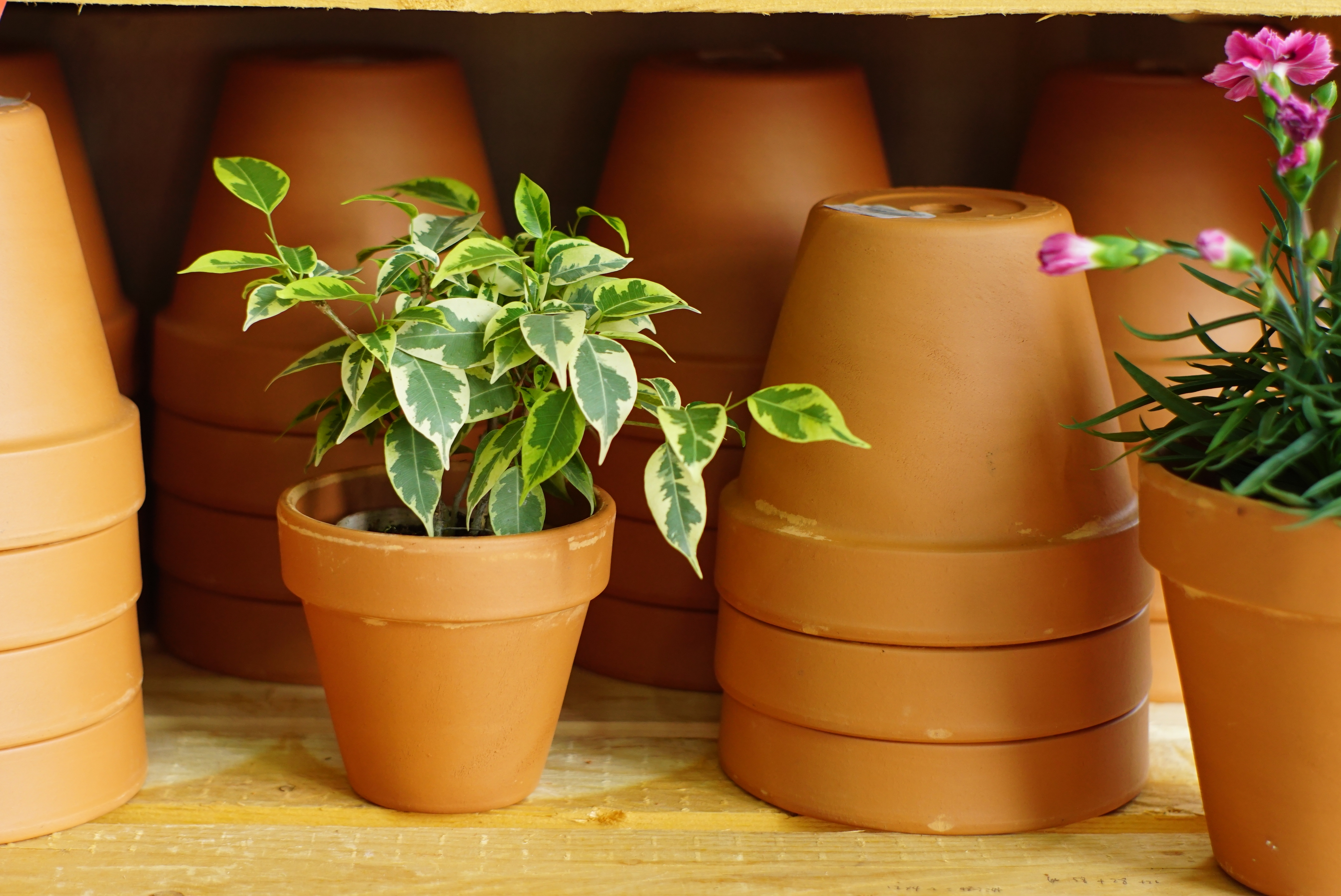 搭对了盆子的绿植盆花，突破颜值上限！