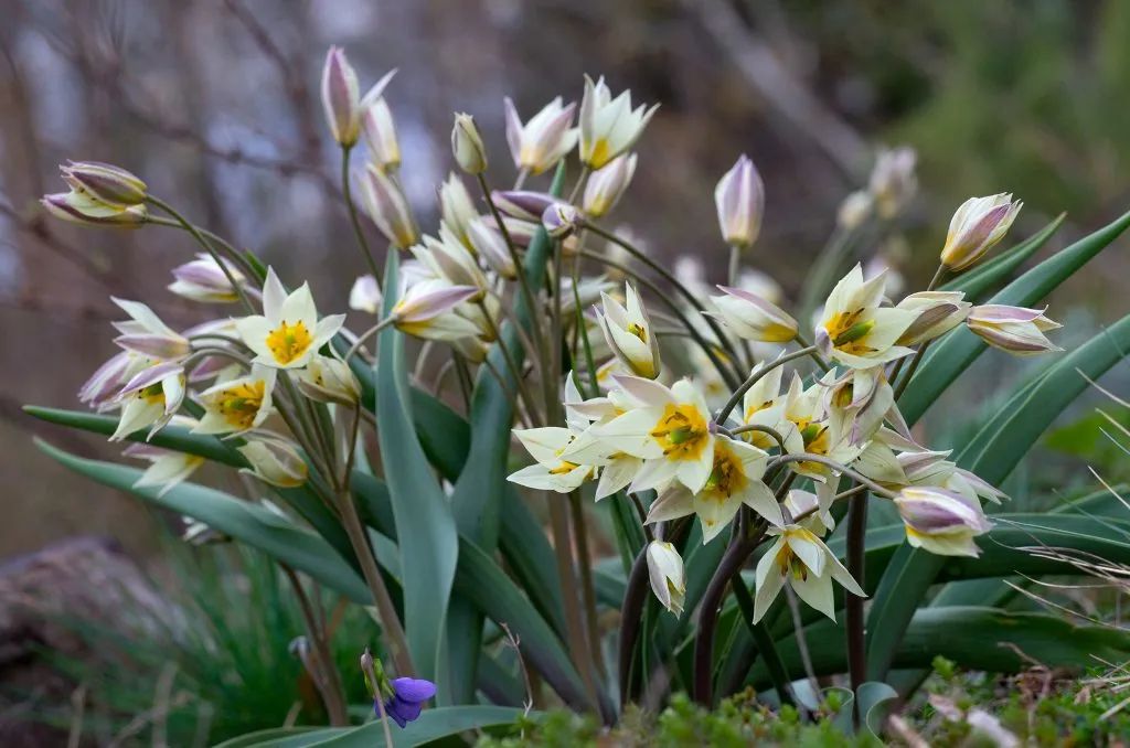 ‘平平无奇’小野花，凭什么被称为中国郁金香？