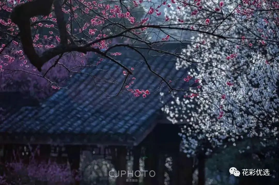 这几种花都分不清晰，春天都欠盛意思出门了！