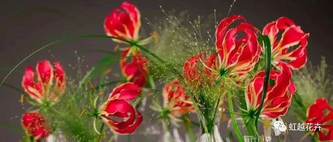 自带‘焰火’特效的嘉兰百合，年年燃爆你的夏日花园